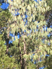 Pinus lumholtzii