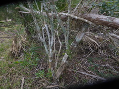 Forestiera segregata