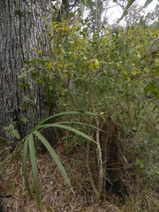 Forestiera segregata