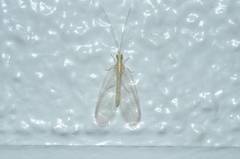 Chrysoperla nipponensis