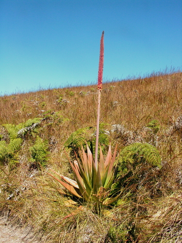 Aloe macroclada