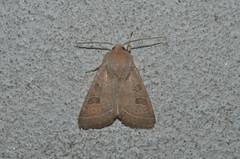 Orthosia paromoea