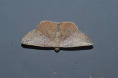 Plesiomorpha punctilinearia