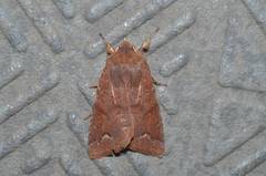 Orthosia odiosa