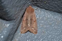 Orthosia odiosa