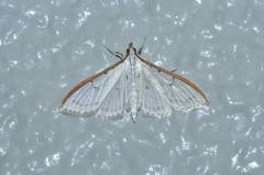 Palpita nigropunctalis