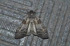 Neoploca arctipennis