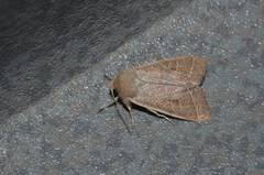 Orthosia paromoea