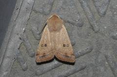 Orthosia lizetta