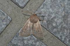 Orthosia paromoea