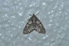 Esakiopteryx volitans