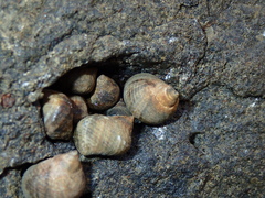 Tectarius striatus