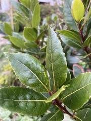 Laurus