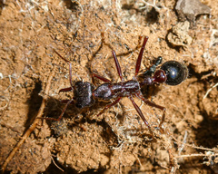 Myrmecia forficata