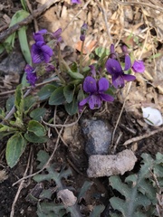 Viola prionantha