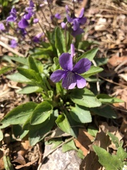 Viola prionantha