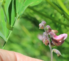 Lathyrus palustris pilosus