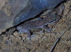 Pachydactylus scutatus