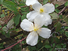 Clematis montana