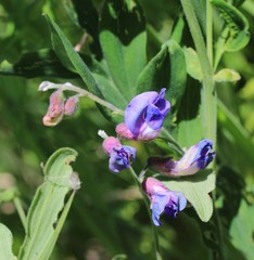 Lathyrus palustris pilosus