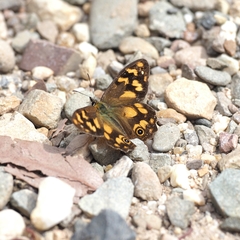 Heteronympha solandri
