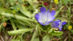 Gentiana olivieri