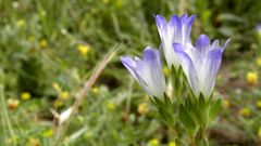 Gentiana olivieri