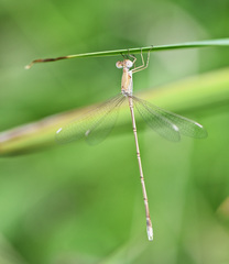 Lestes pallidus