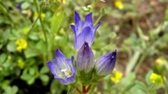 Gentiana olivieri