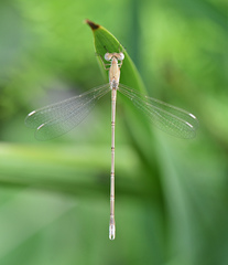 Lestes pallidus