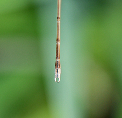 Lestes pallidus