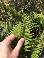 Pityrogramma austroamericana