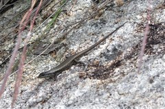 Trachylepis mlanjensis