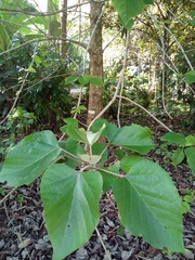 Image of Gmelina arborea