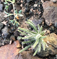 Zygophyllum pterocarpum