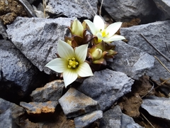 Gentianella filipes