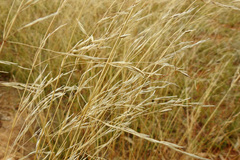 Austrostipa bigeniculata
