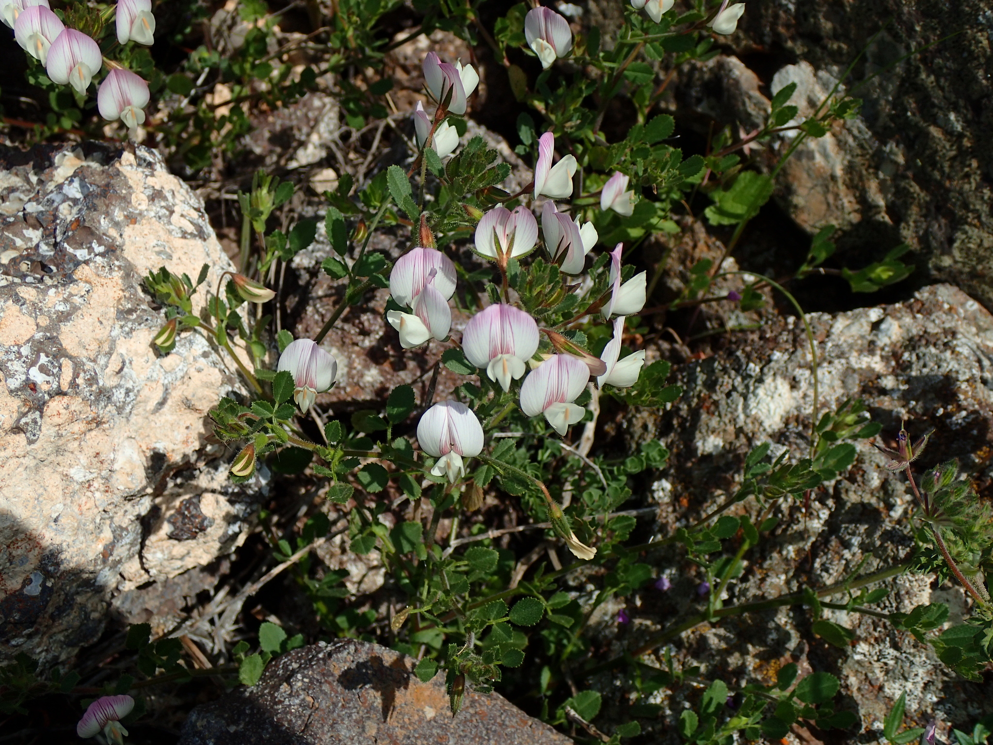 Ononis pendula