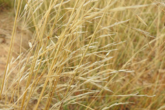 Austrostipa bigeniculata