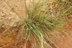 Austrostipa bigeniculata