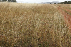 Austrostipa bigeniculata