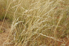 Austrostipa bigeniculata