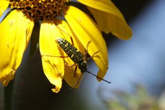 Ochraethes sulphurifer