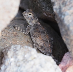 Agama anchietae