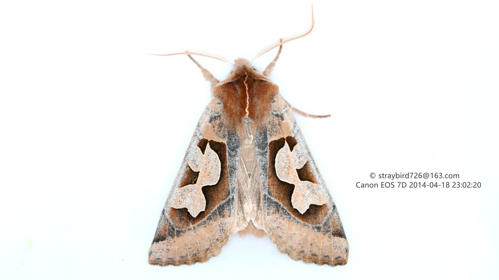 Perigrapha circumducta