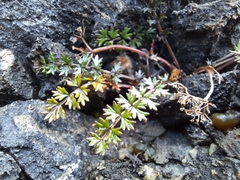 Gingidia decipiens
