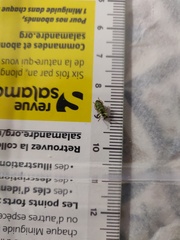 Pachyrhinus lethierryi