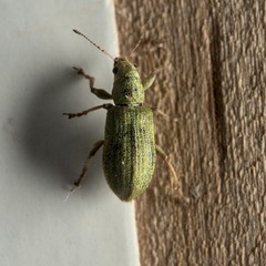 Pachyrhinus lethierryi