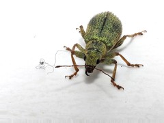 Pachyrhinus lethierryi