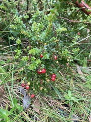 Acrothamnus maccraei